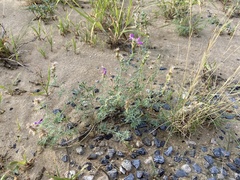 Dalea pogonathera walkerae