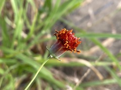 Thelesperma ambiguum