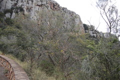 Senecio pleistocephalus