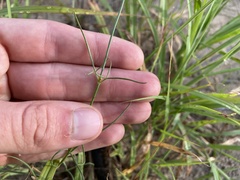 Thelesperma ambiguum