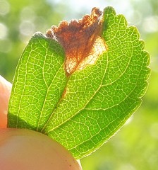 Orchestes pallicornis