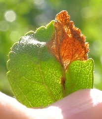 Orchestes pallicornis