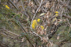 Senecio pleistocephalus