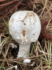 Amanita