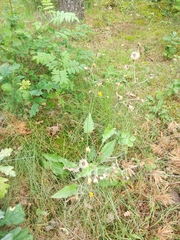 Hieracium sylvularum