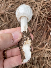 Amanita