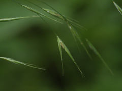 Bromus ramosus