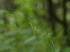 Bromus ramosus