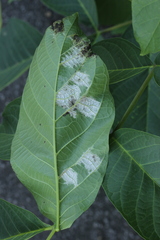 Pseudomicrostroma juglandis