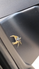 Phidippus arizonensis