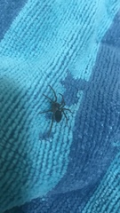 Araneae