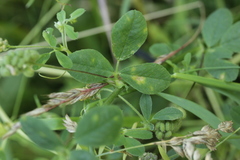 Peronospora romanica