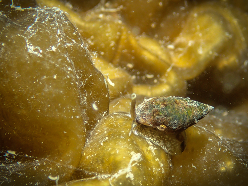 Tritia corniculum