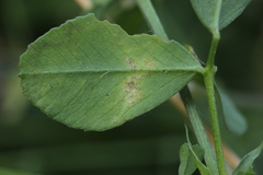 Peronospora romanica