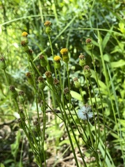 Packera pseudaurea pseudaurea