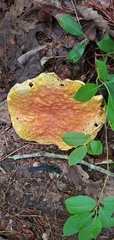 Aureoboletus betula
