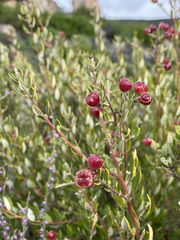 Phylica oleifolia