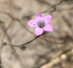 Saltugilia splendens