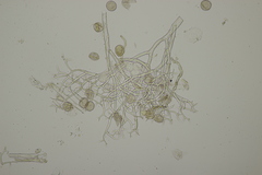 Peronospora romanica