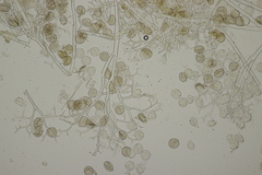Peronospora romanica