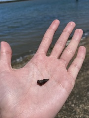 Cerithideopsis