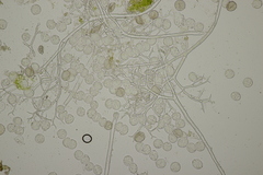 Peronospora romanica
