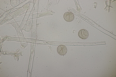 Peronospora romanica
