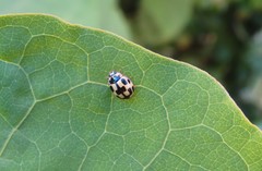 Propylea quatuordecimpunctata