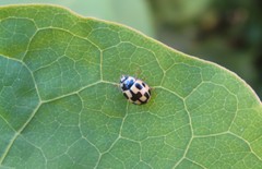 Propylea quatuordecimpunctata