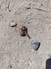 Pogonosoma maroccanum