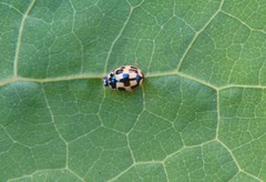 Propylea quatuordecimpunctata