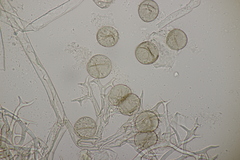 Peronospora romanica