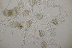 Peronospora romanica