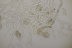 Peronospora romanica