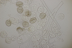 Peronospora romanica