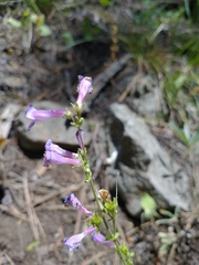 Penstemon humilis
