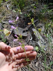 Penstemon humilis