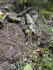 Penstemon humilis