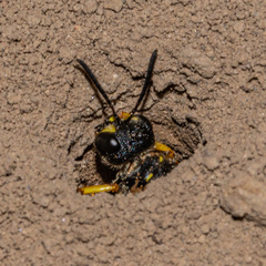 Cerceris atramontensis