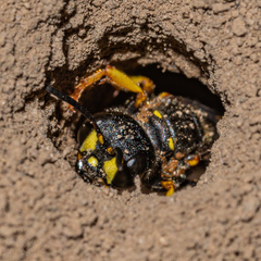 Cerceris atramontensis