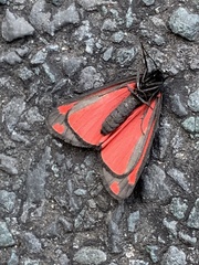 Tyria jacobaeae