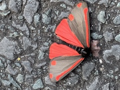 Tyria jacobaeae