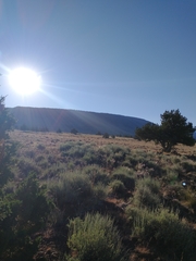 Juniperus occidentalis