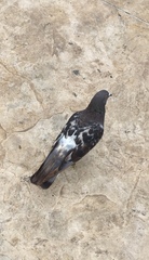 Columba livia