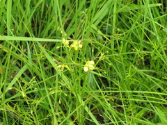 Lysimachia quadriflora
