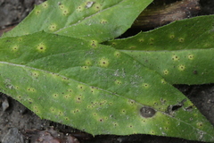 Puccinia hieracii hieracii