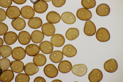 Puccinia hieracii hieracii