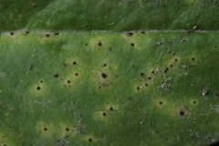 Puccinia hieracii hieracii