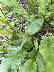 Packera pseudaurea pseudaurea