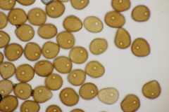 Puccinia hieracii hieracii